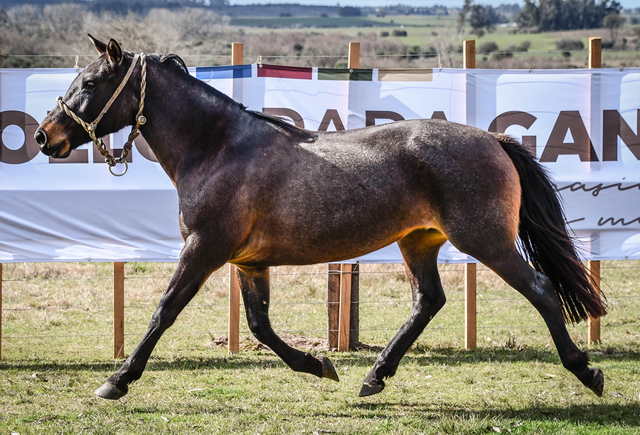 Lote CUARENTENA MOLLES