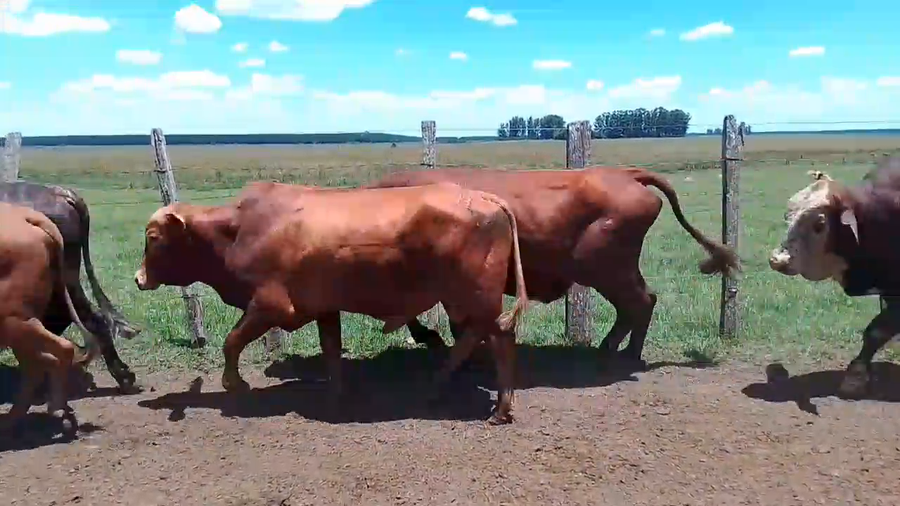 Lote 33 Faena en Corrientes, Virasoro