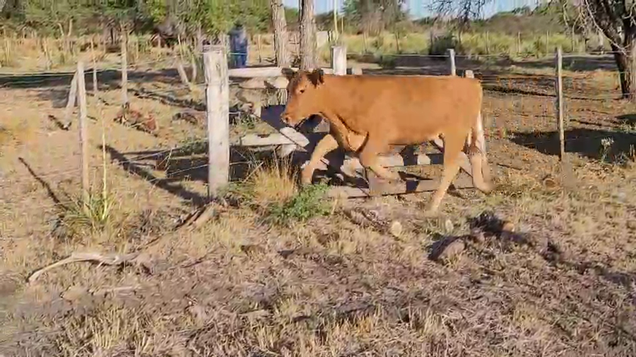 Lote 70 Novillitos en Villaguay, Entre Ríos
