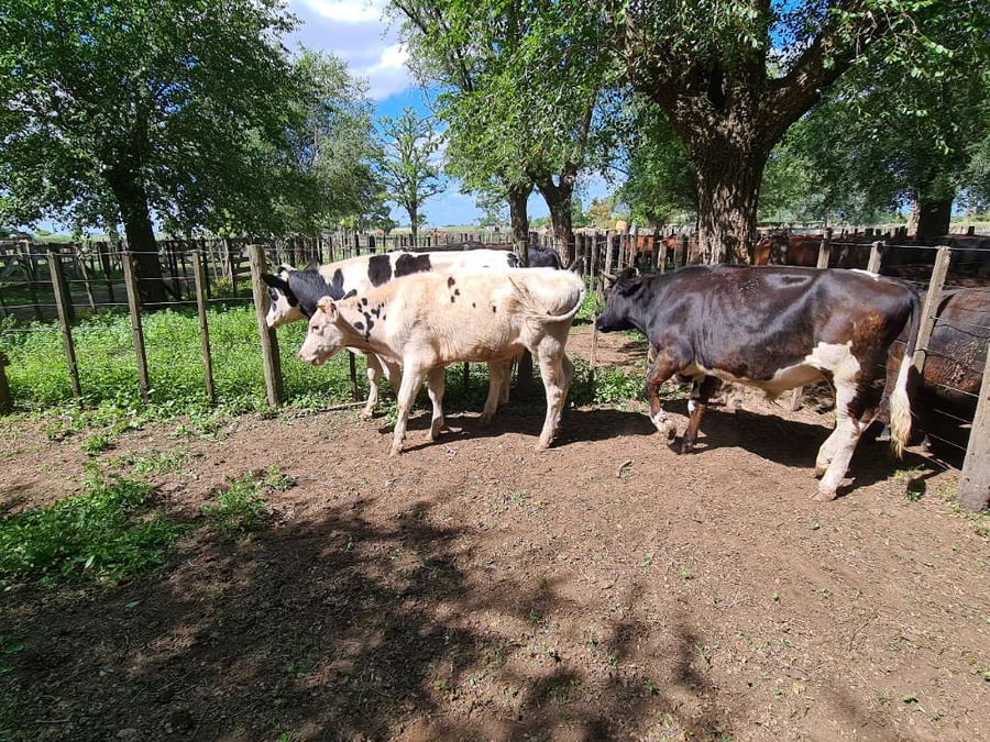 Lote 3 Novillitos en Gral. Lamadrid, Buenos Aires
