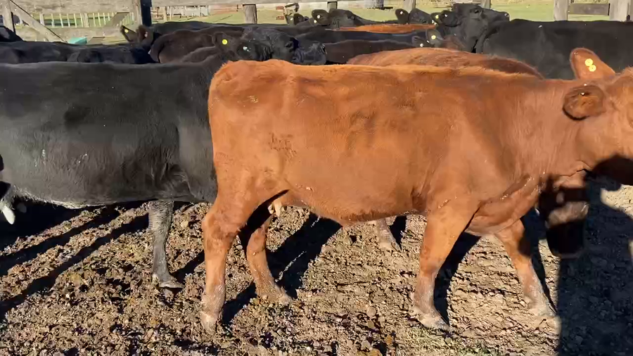 Lote 25 Vacas de invernar en Durazno, Entre Ríos