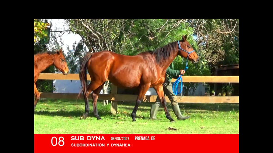 Lote SUB DYNA