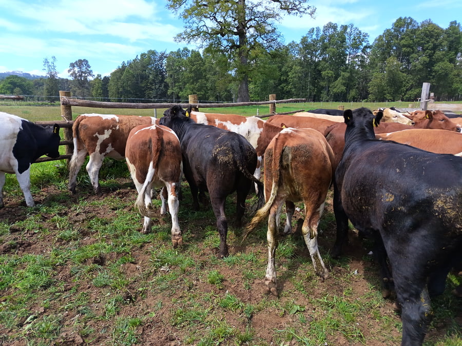 Lote 55 Vaquilla Engorda en Los Lagos, XIV Región Los Ríos