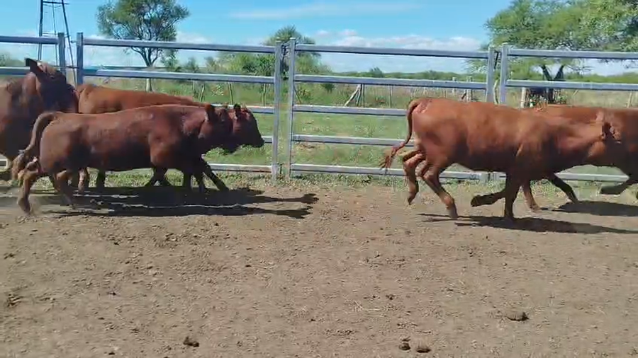 Lote 110 Terneras