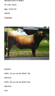 Lote Toros - Establecimiento La Negra