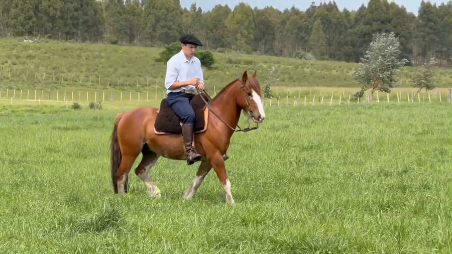 Lote LP CAMPERO ARMONICO