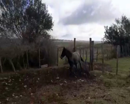 Lote 10 Yeguarizos en Artigas