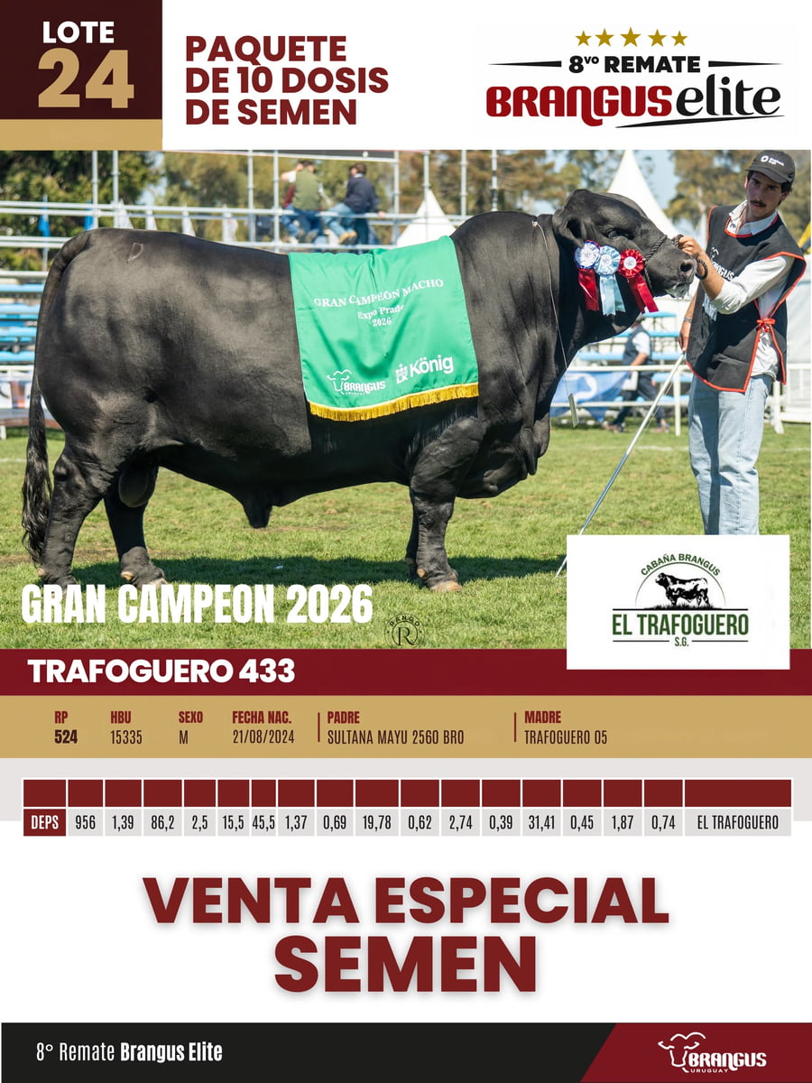 Lote 10 dosis de semen  De gran campeón