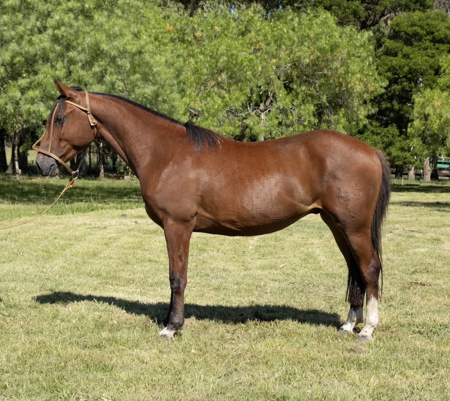 Lote URUGUAY DEL PORRÚA