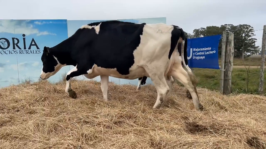 Lote VACAS PRÒXIMAS CABAÑA MANGADO