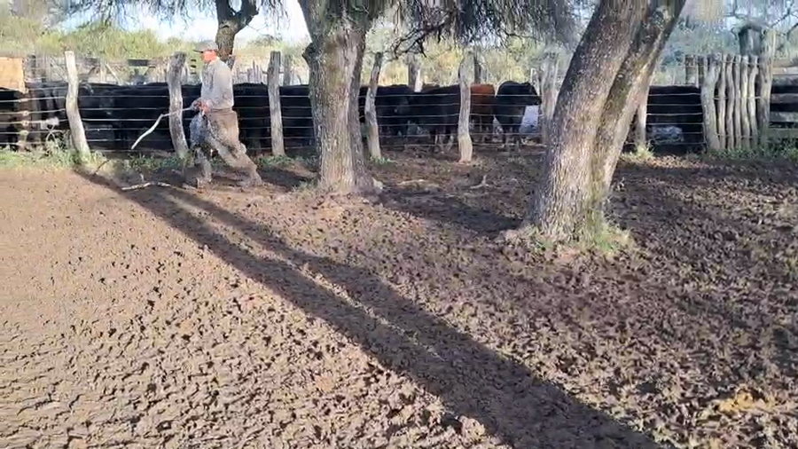 Lote 76 Terneros/as en Entre Ríos, Conscripto Bernardi