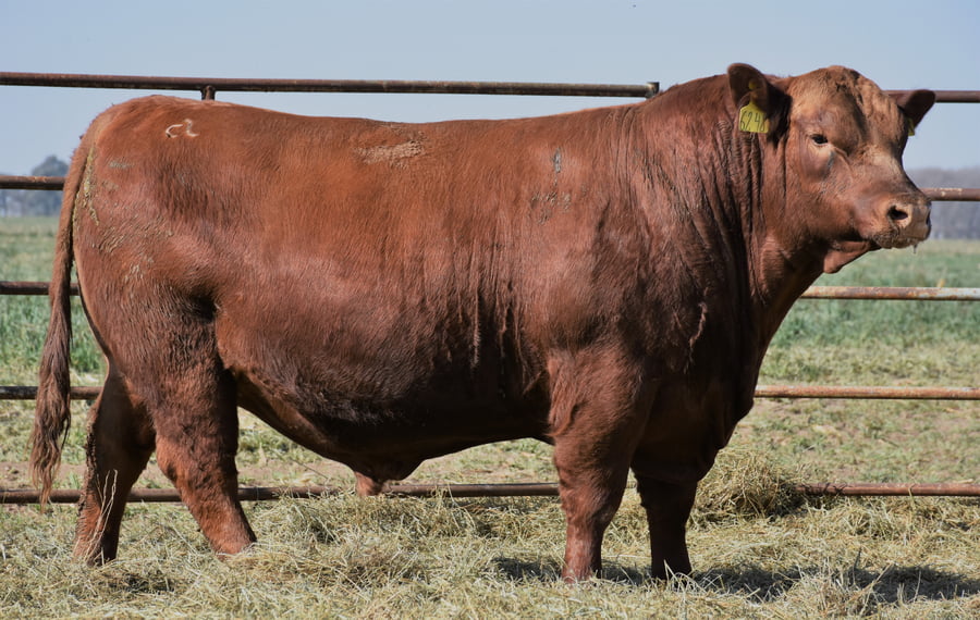 Lote TOROS (Corral 6)