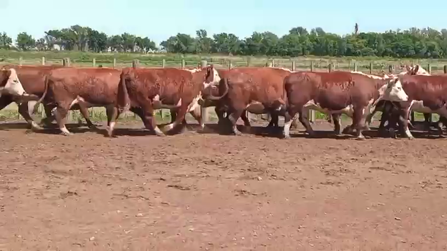 Lote 32 Vaca UE NO HILTON