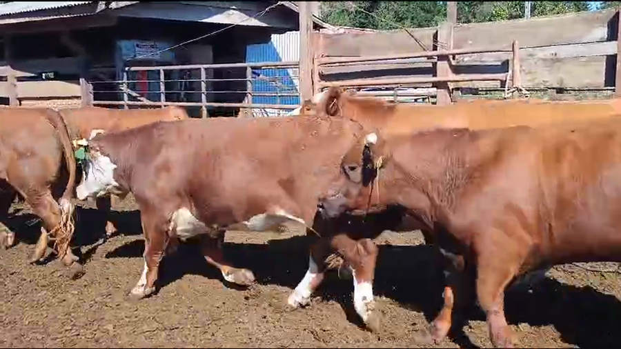 Lote 22 Novillo Gordo en Los Ángeles, VIII Región Biobío