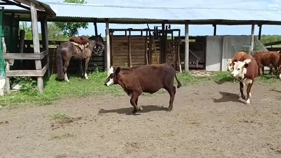 Lote 101 Terneros/as