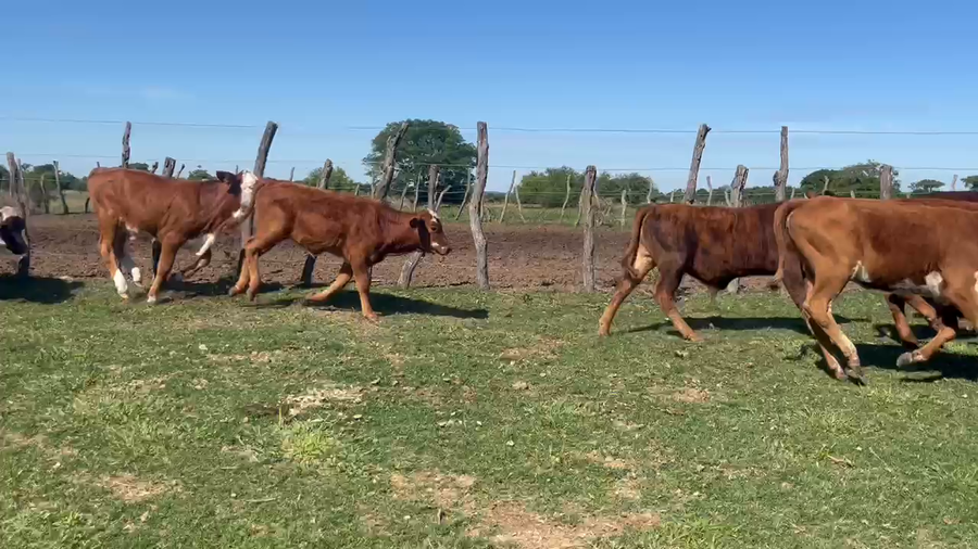 Lote 30 Terneros/as en Corrientes, Gdor. Martínez
