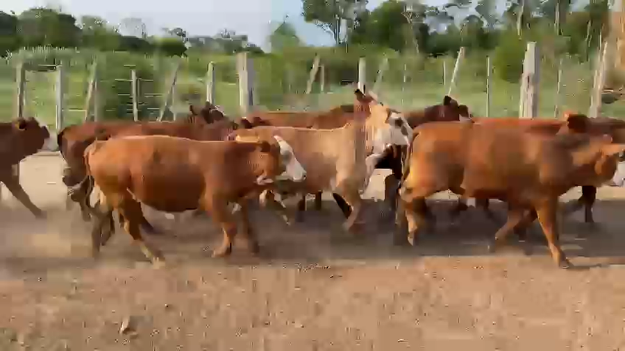 Lote 75 Novillos en Palo Santo, Formosa