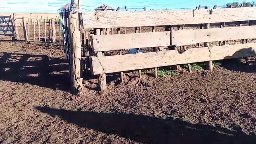 Lote 54 Terneros/as en Salazar