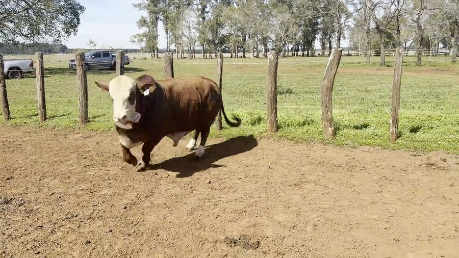 Lote Toros Braford de "San Simon"