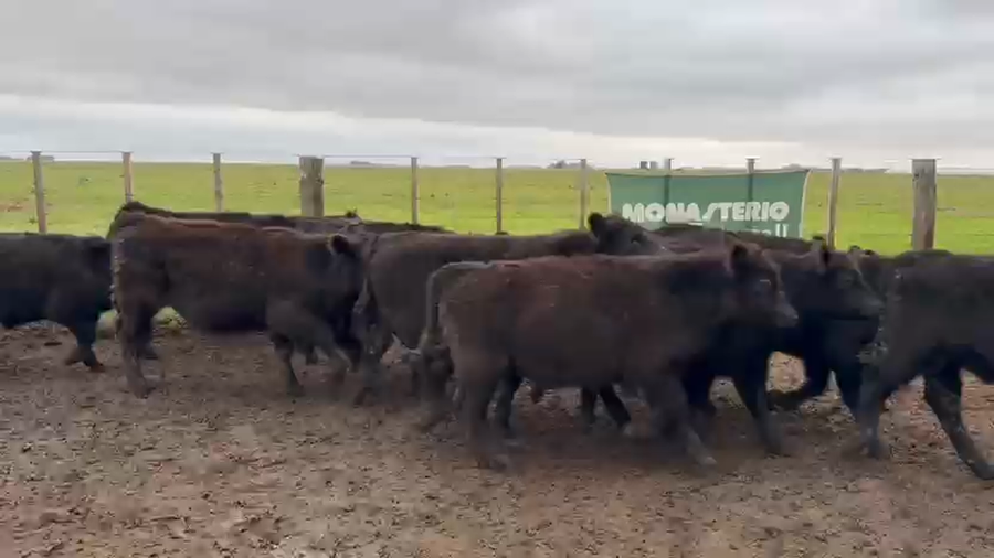 Lote 68 Terneros en Coronel Dorrego