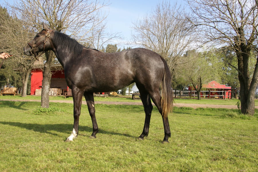Lote CAPPA BIANCA