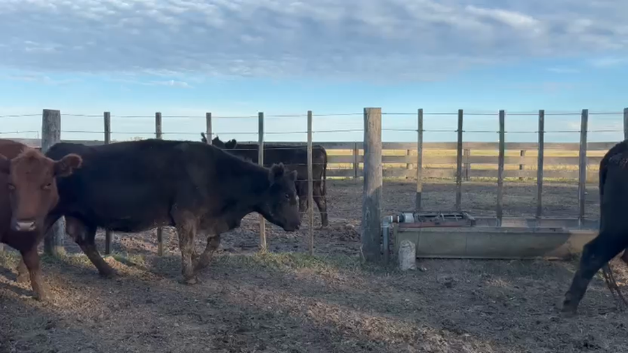 Lote 85 Vacas CUT preñadas en Buenos Aires, Tapalqué
