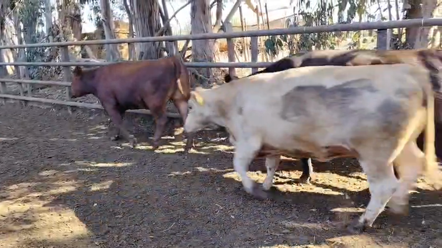 Lote 50 Vaquilla Gorda en Pelarco, VII  Región Maule