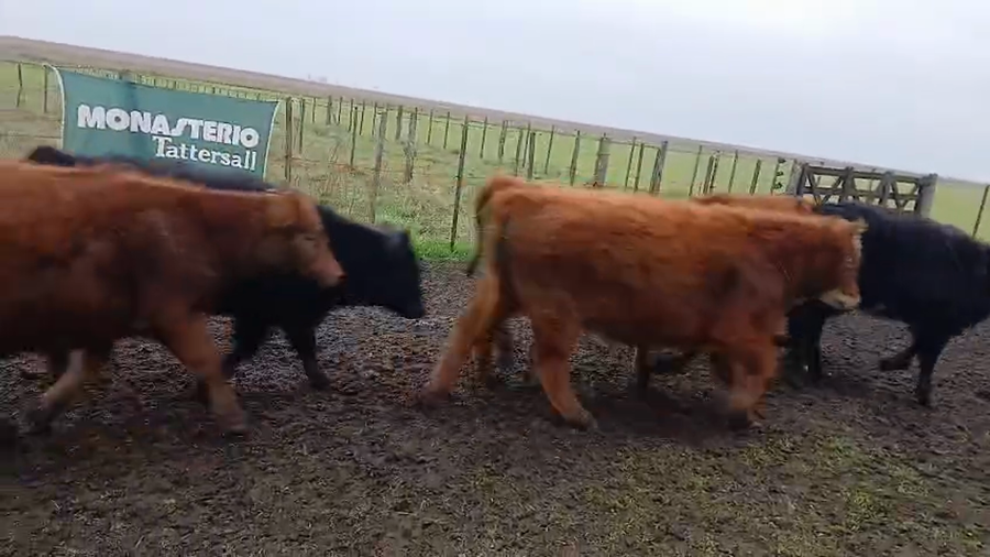 Lote 55 Novillitos y vaquillonas en Daireaux