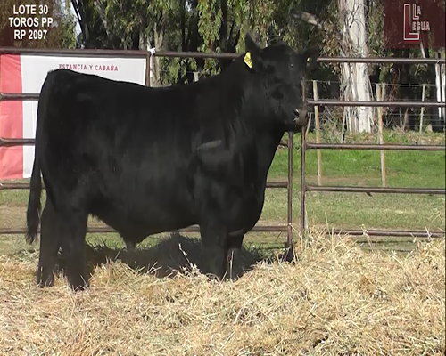 Lote TOROS  A. ANGUS PUROS DE PEDIGREE
