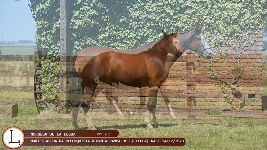Lote Noruega de la Legua