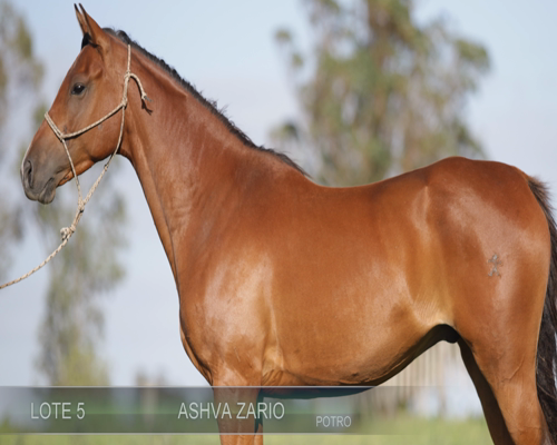 Lote ASHVA ZARIO