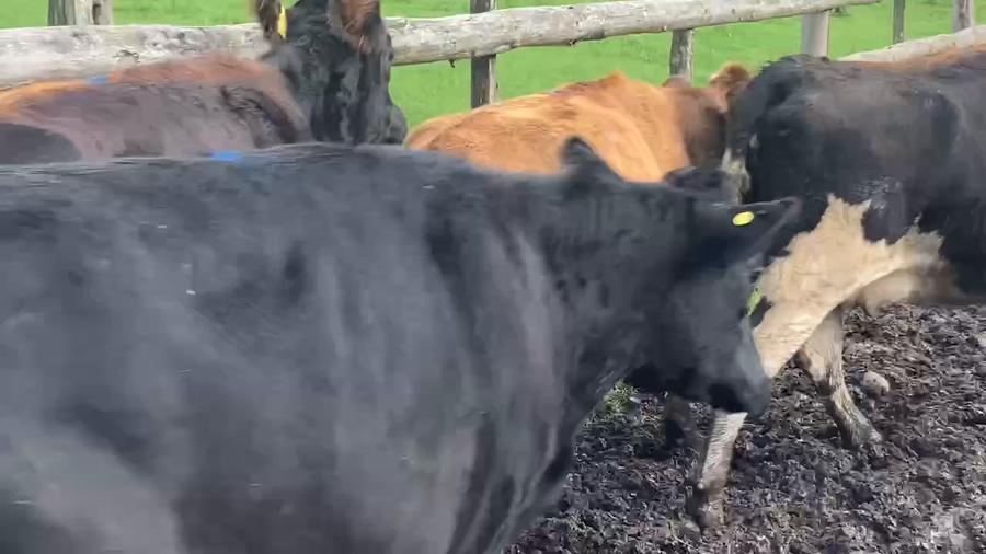 Lote 10 Vaca Gorda en X Región Los Lagos, Puyehue