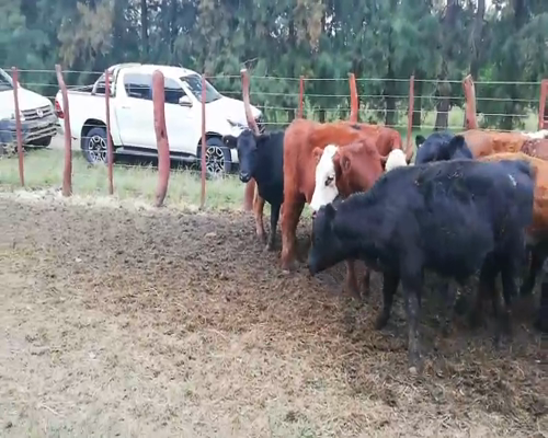 Lote 70 Terneros/as en Federal, Entre Ríos