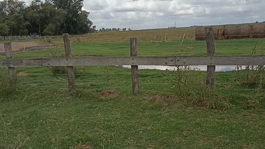 Lote 40 Vaquillonas preñadas