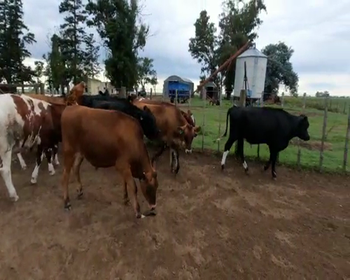 Lote 12 Novillitos Holando y sus cruzas
