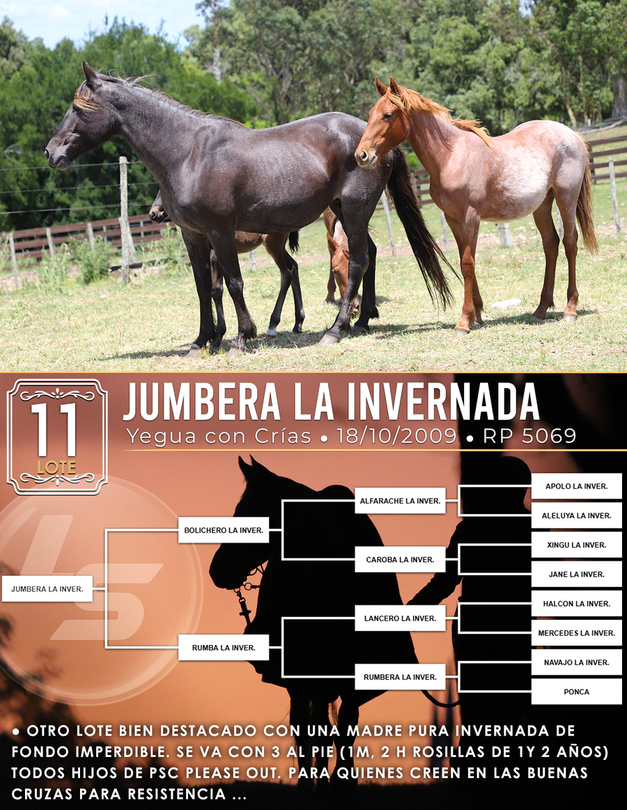 Lote JUMBERA L.I