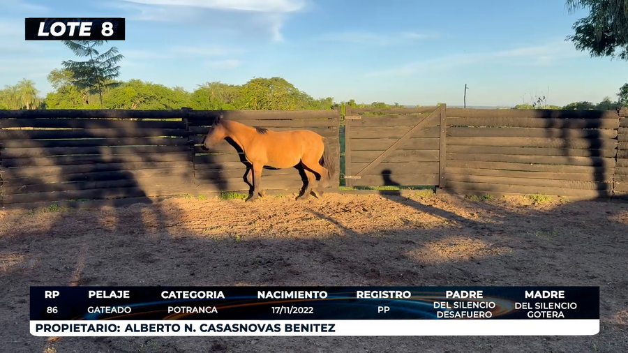 Lote LOTE 8