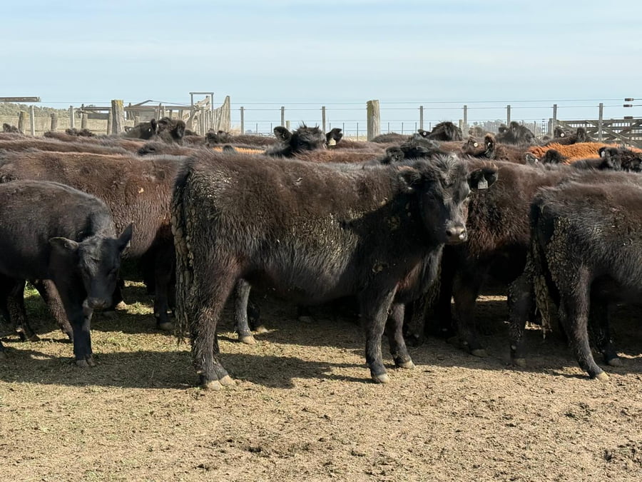 Lote 200 Novillitos en Tres Arroyos