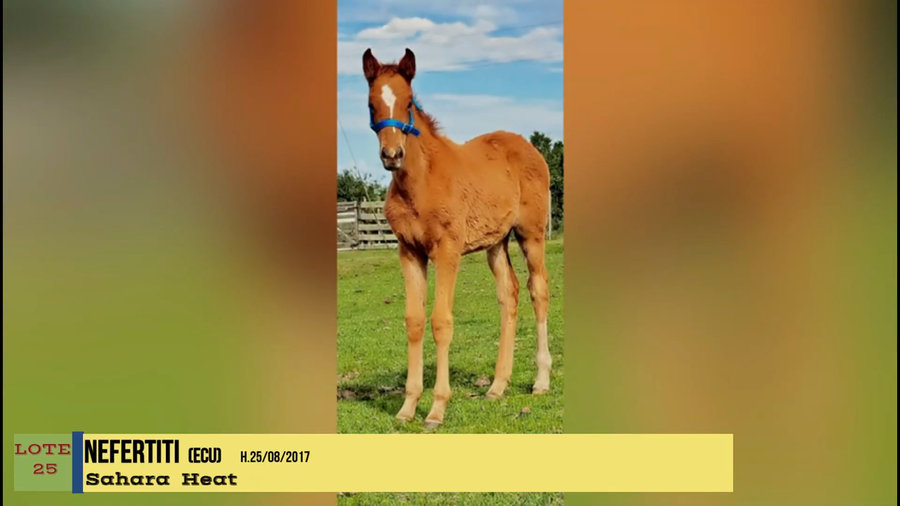 Lote NEFERTITI (ECU)