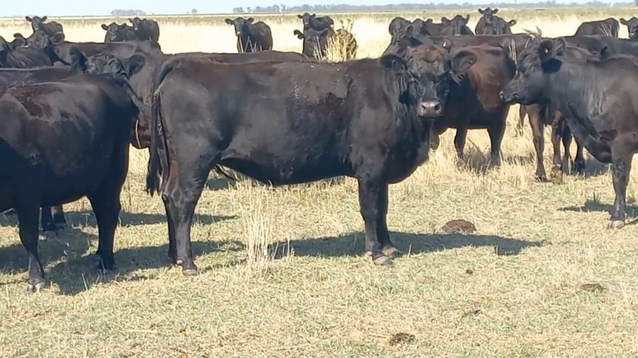 Lote 190 Vientres preñados en Buenos Aires, Bonifacio