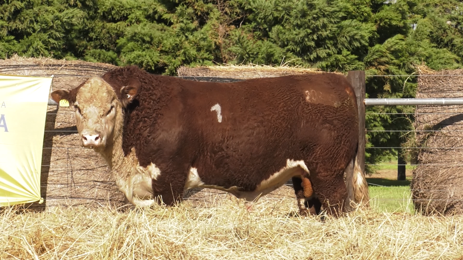 Lote TOROS P. HEREFORD PURO REGISTRADO