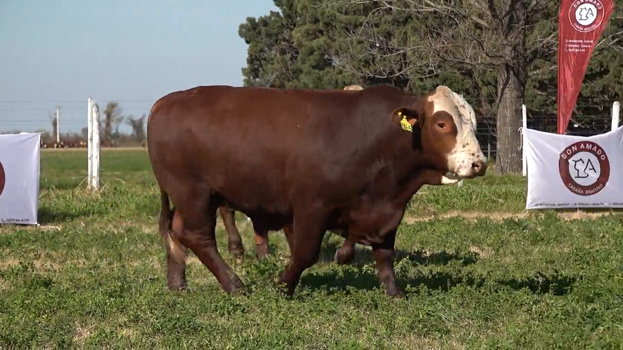 Lote Machos Braford de Don Amado