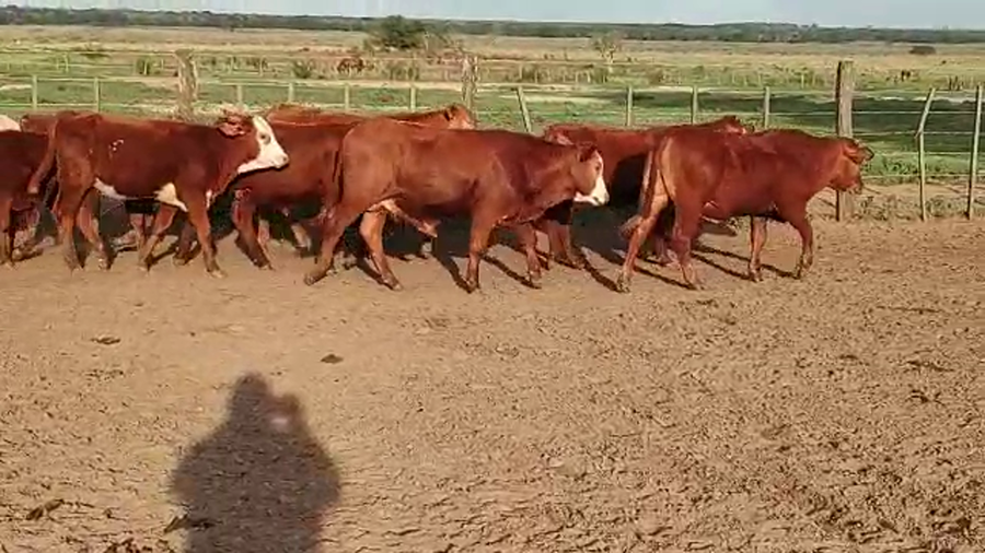 Lote 72 Terneros/as en Santo Tomé, Corrientes