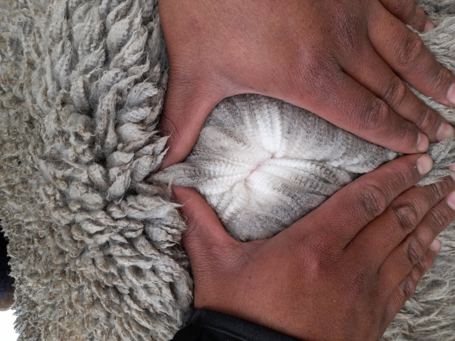 Lote Carnero TOP, 21-1431