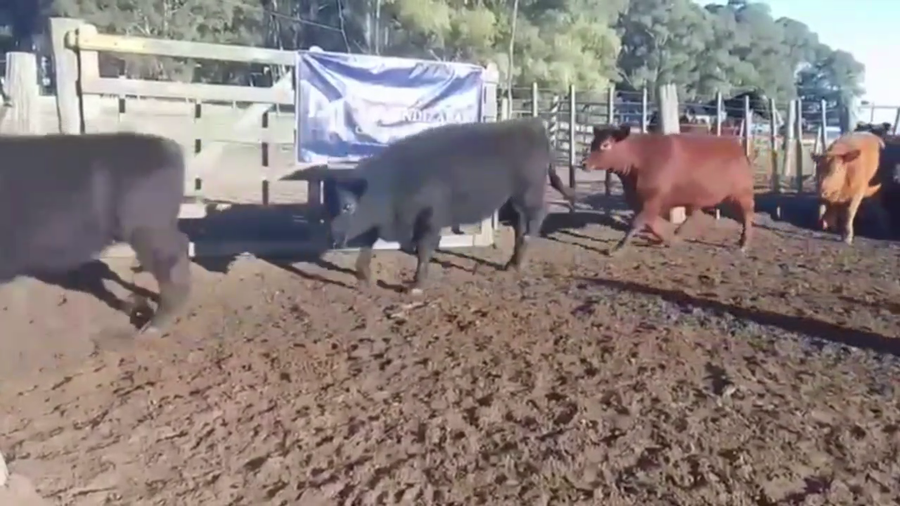 Lote 90 TERNS. HEMBRAS, EN GUAMINI, BS. AS.