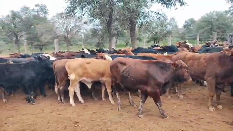 Lote 115 Terneros