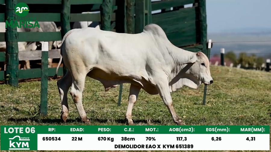 Lote Lote 6