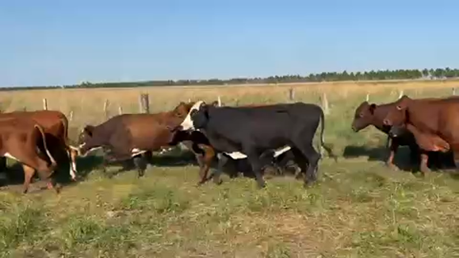 Lote 44 Novillos en Ituzaingó, Corrientes