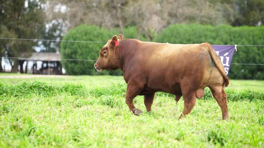 Lote Toros PC Colorado