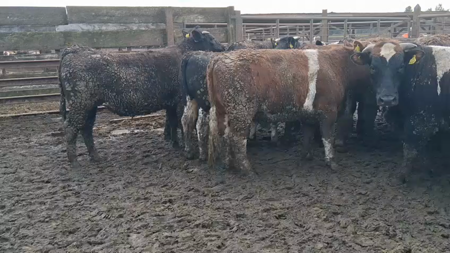 Lote 20 Novillo Gordo en Los Ángeles, VIII Región Biobío
